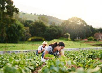Mixed Agribusiness Development Cooperative (Comdeagro)