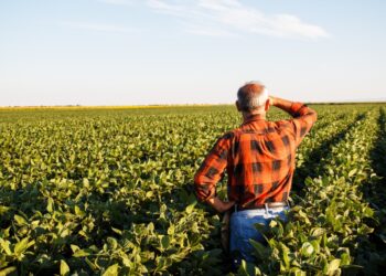 Dicamba-Resistant-Soybean