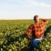 Dicamba-Resistant-Soybean