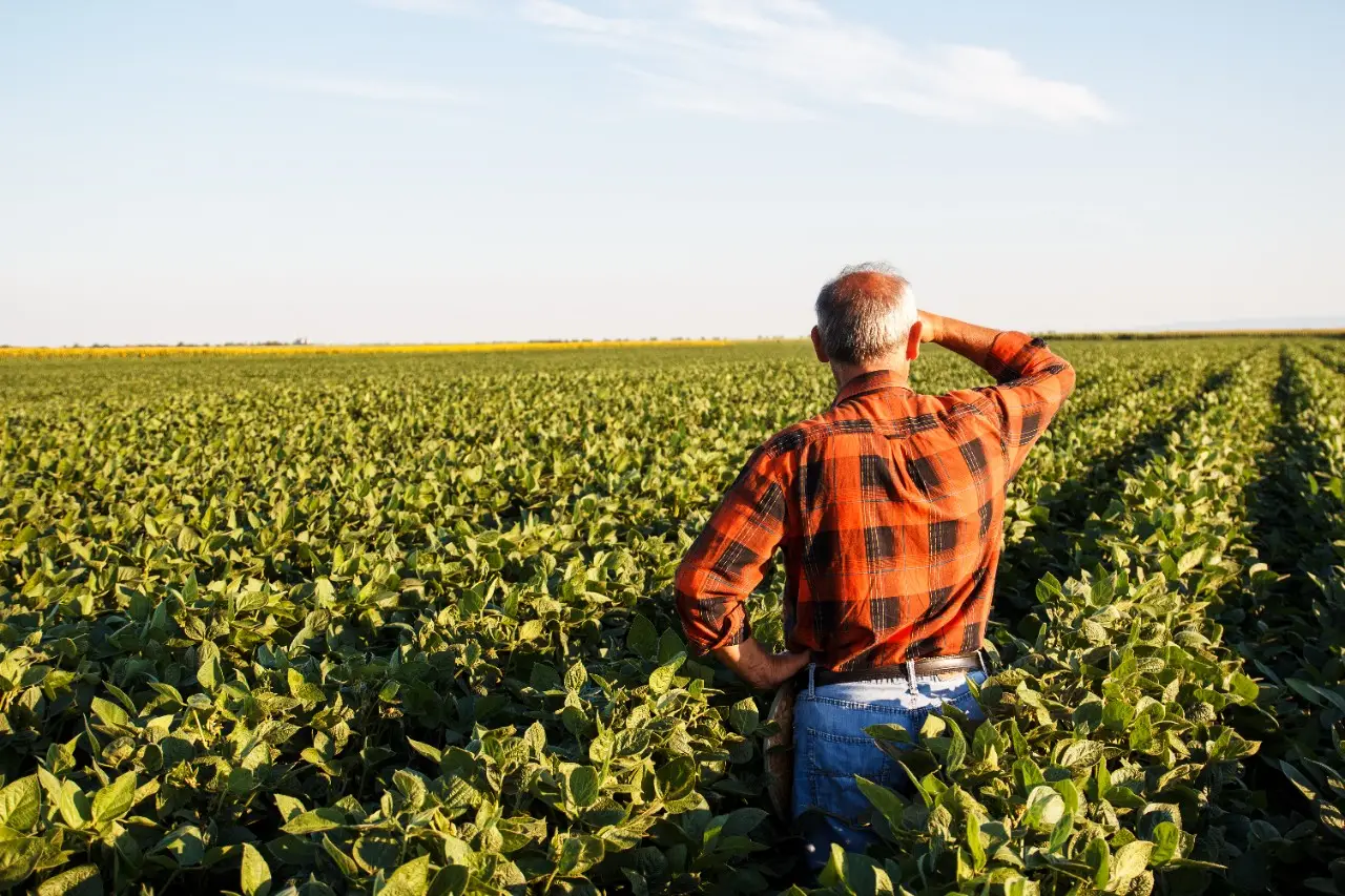 Dicamba-Resistant-Soybean