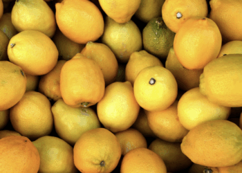 Yellow Citrus