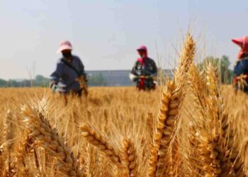 China Forecasts Grain Yield