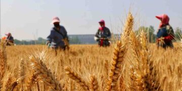 China Forecasts Grain Yield