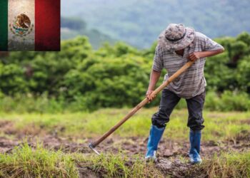 mexico-sustainable-corn-bean-production-initiative-news