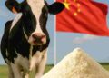 Milk-china-Food-and-Feed-dairy-industry