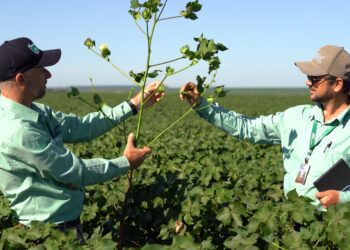 IHARA Launches YAMATO SC Herbicide to Combat Resistant Weeds in Brazilian Cotton Fields
