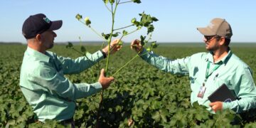 IHARA Launches YAMATO SC Herbicide to Combat Resistant Weeds in Brazilian Cotton Fields