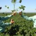 IHARA Launches YAMATO SC Herbicide to Combat Resistant Weeds in Brazilian Cotton Fields